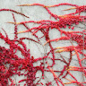 Meet your Posher, Isabella